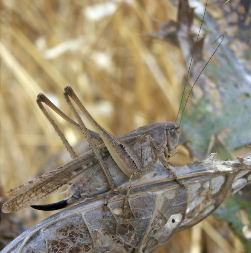 Spagna: La regione  de Monegros, paradiso entomologico